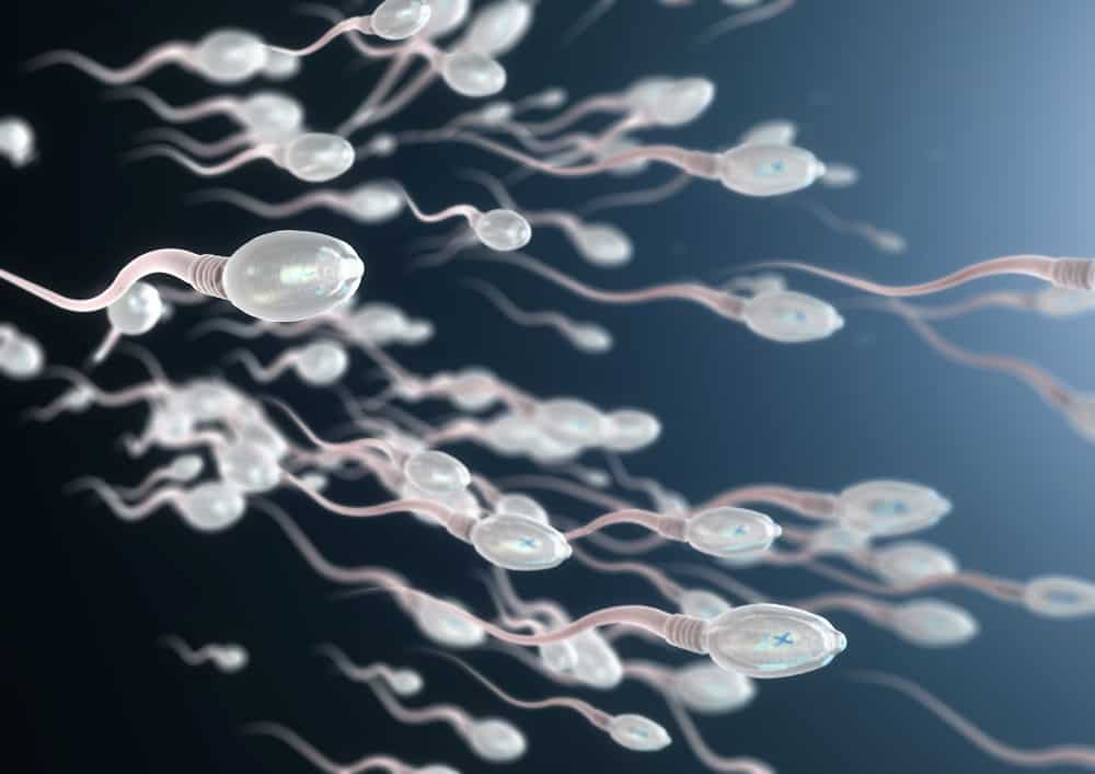 A vasectomy, where does the sperm go?